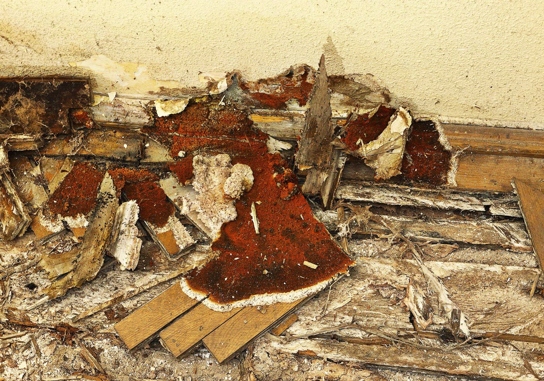 Dry Rot Treatment Lurgan